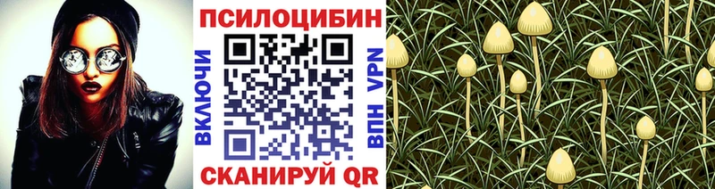 Псилоцибиновые грибы Psilocybine cubensis  Бакал 
